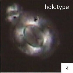 Calcidiscus gallagheri 28115