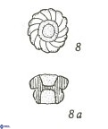 Cribrocorona gallica 3007