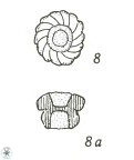 Cribrocorona gallica 3007