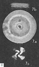 Girgisia gammation 1969