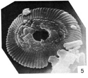 Reticulofenestra gelida 19796