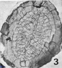 Allemanites glomarus 10871