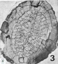 Allemanites glomarus 10871