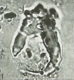 Ceratolithina hamata hamata 9490