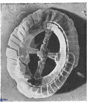 Crucibiscutum hayii 17024