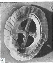 Crucibiscutum hayii 17024