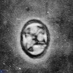 Aktasia irregularis 5790