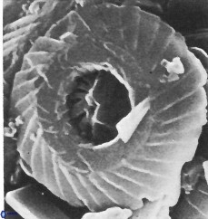 Cyclagelosphaera jiangii 2946