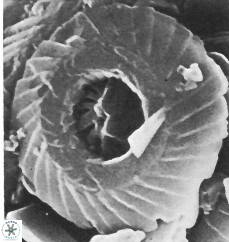 Cyclagelosphaera jiangii 2946