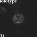 Corollithion karegae 6282