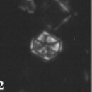 Corollithion karegae 6282