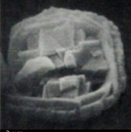 Corollithion kennedyi 7878