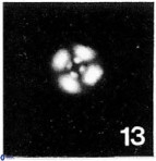 Cyclagelosphaera lacuna 1587