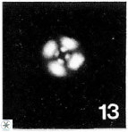Cyclagelosphaera lacuna 1587