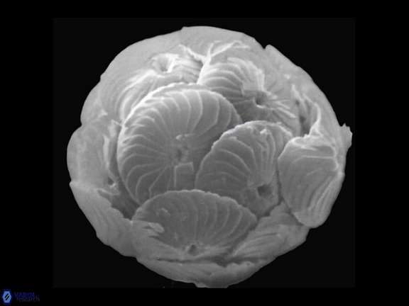 C leptoporus coccosphere a