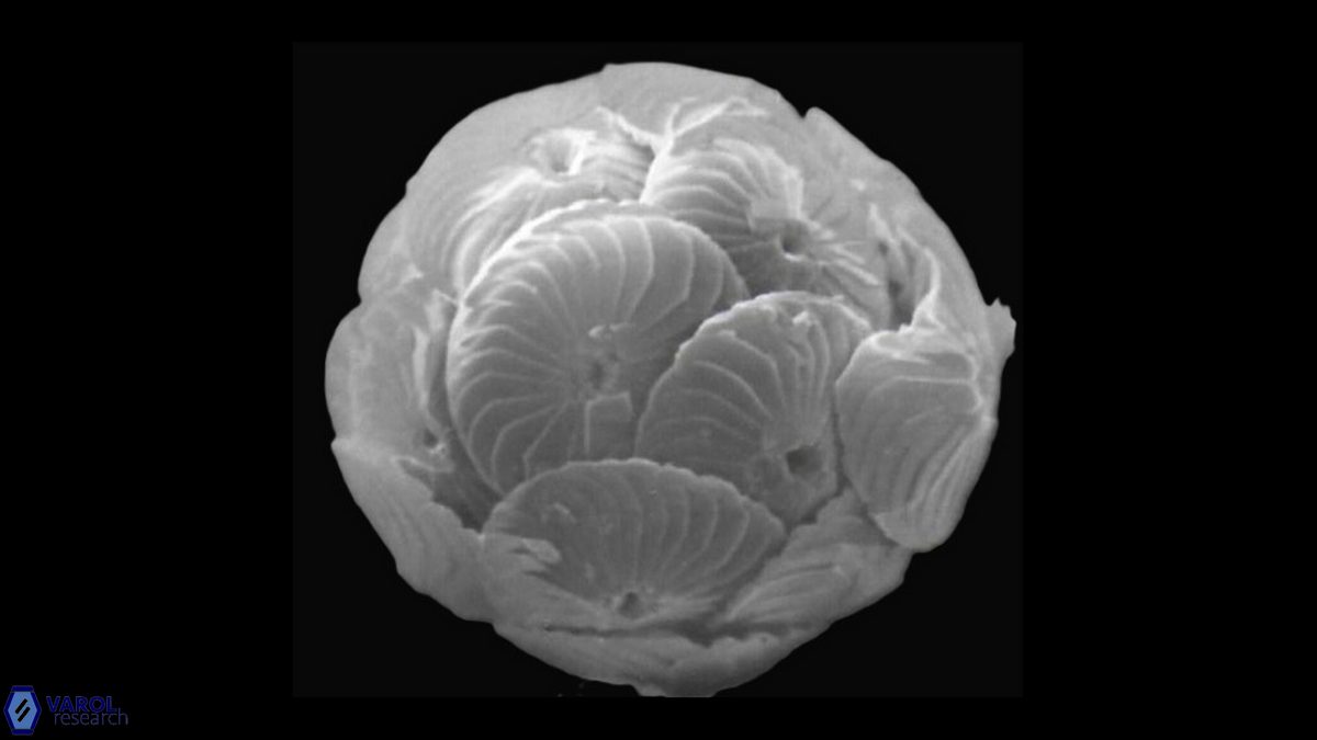 C leptoporus coccosphere a