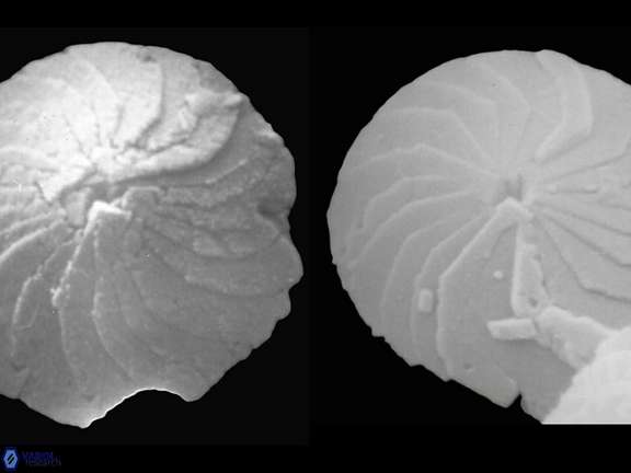 C leptoporus proximal b