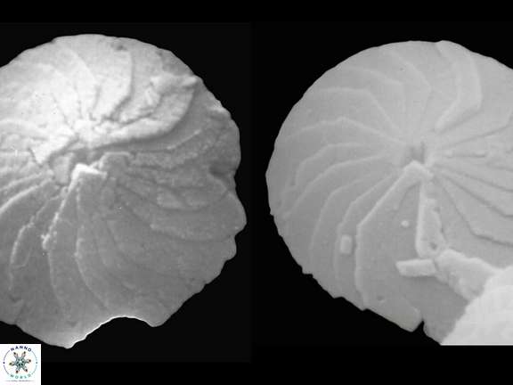 C leptoporus proximal b