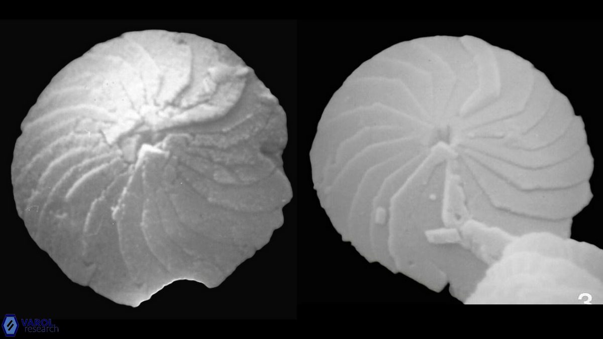 C leptoporus proximal b