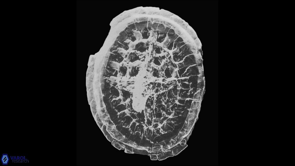 C limbicrassus Black SEM a