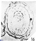 Cribrosphaerella linea 3003