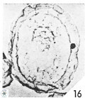 Cribrosphaerella linea 3003