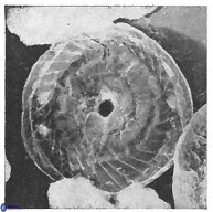 Cyclagelosphaera puncta 2948