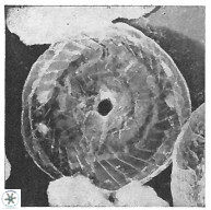 Cyclagelosphaera puncta 2948