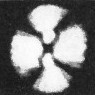 Watznaueria paenepelagicus 2112