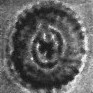 Watznaueria paenepelagicus 2112