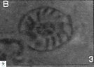Palaeopontosphaera panis 42657