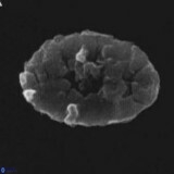 Crepidolithus parvulus 11199