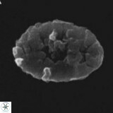 Crepidolithus parvulus 11199