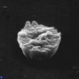 Crepidolithus parvulus 11199