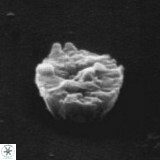 Crepidolithus parvulus 11199