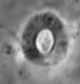 Calcidiscus parvicrucis 29042