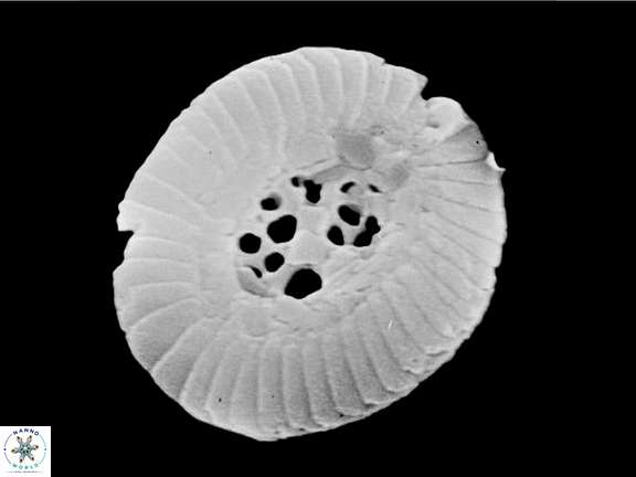 C pauciperforatus