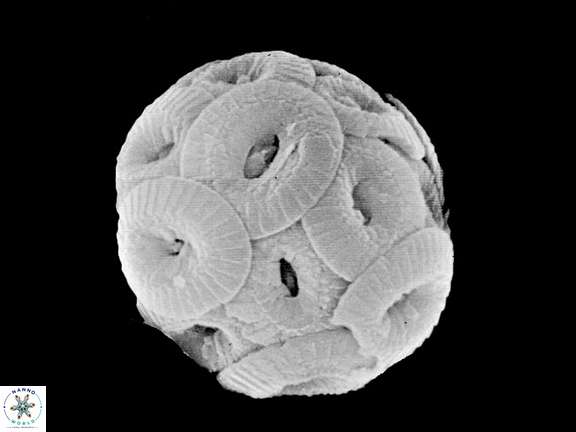 C pelagicus SEM