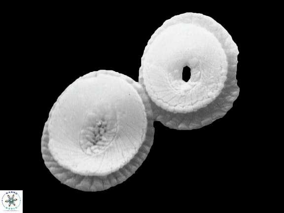 C pelagicus a