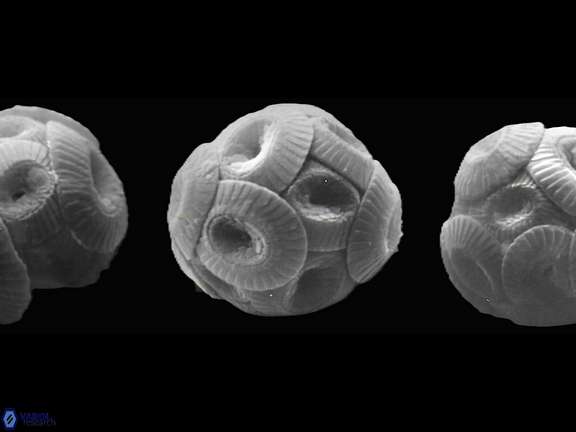 C pelagicus coccospheres a