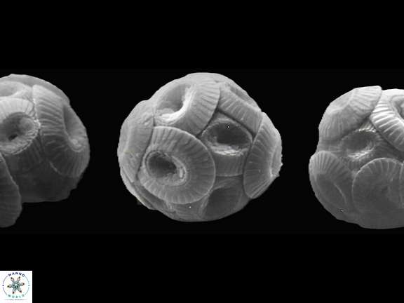 C pelagicus coccospheres a