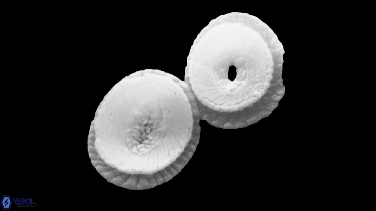 C pelagicus proximal 1