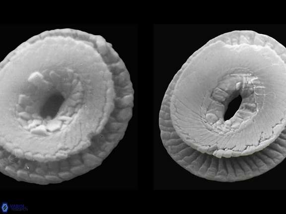C pelagicus proximal b