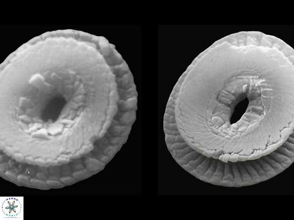 C pelagicus proximal b
