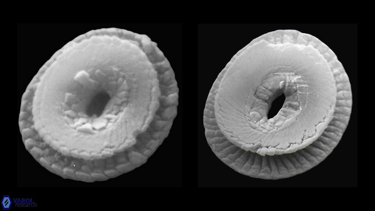 C pelagicus proximal b