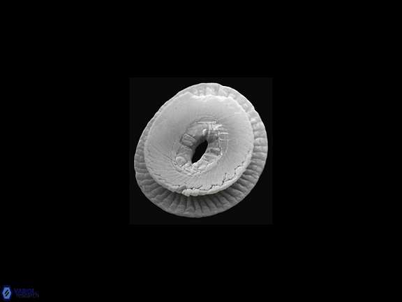 C pelagicus proximal biostrat 1