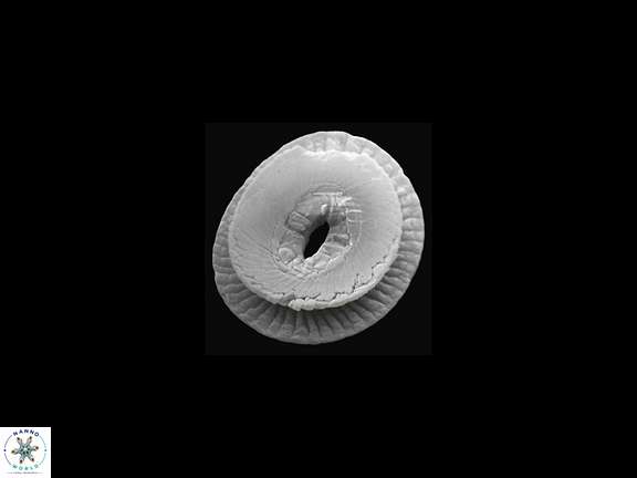 C pelagicus proximal biostrat 1