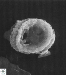 Camuralithus pelliculathus 27911