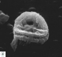 Camuralithus pelliculathus 27911