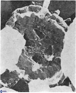C pinnatus